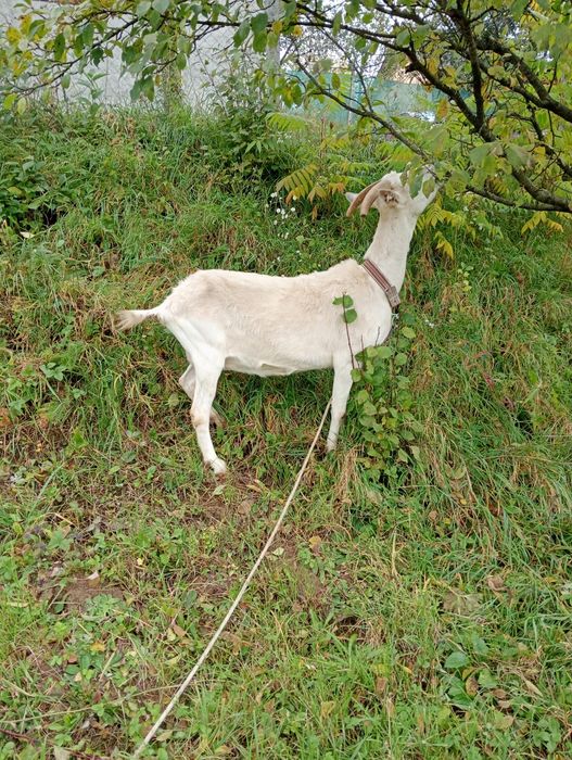 Vând capră de rasa sanen montată,mai da un litru de lapte la zi