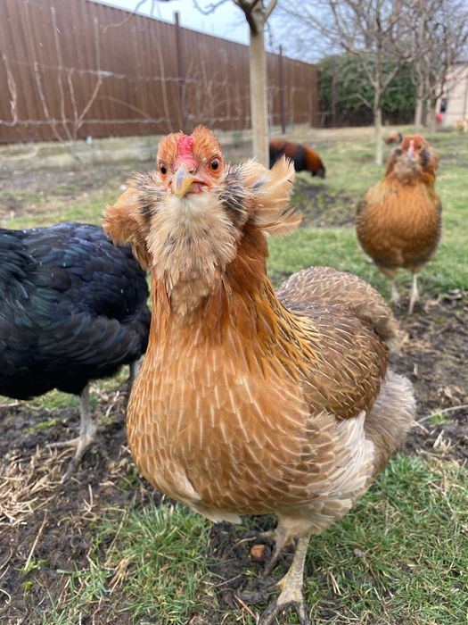 Vând ouă Araucana pentru incubat - găini și cocoș de rasă curată