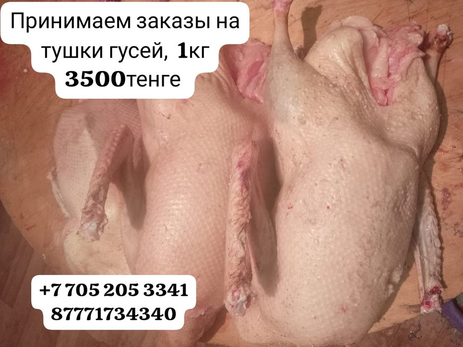 Гуси домашние,  доставка бесплатная по городу