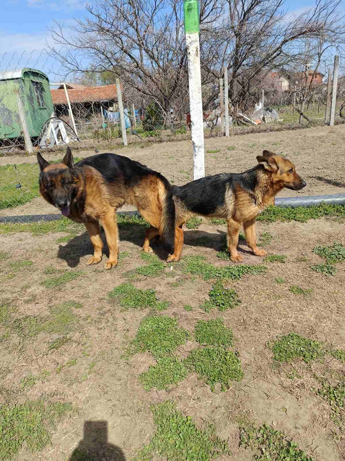 Продавам немски овчарки