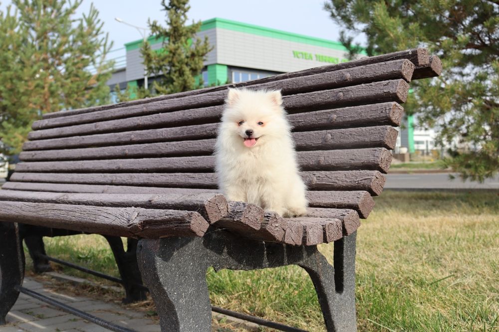 Красивые щенки Шпица