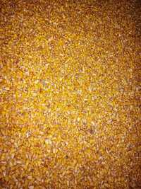 porumb grau triticale