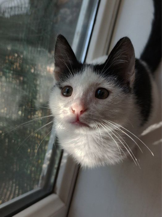 Тони ищет семью и дом!