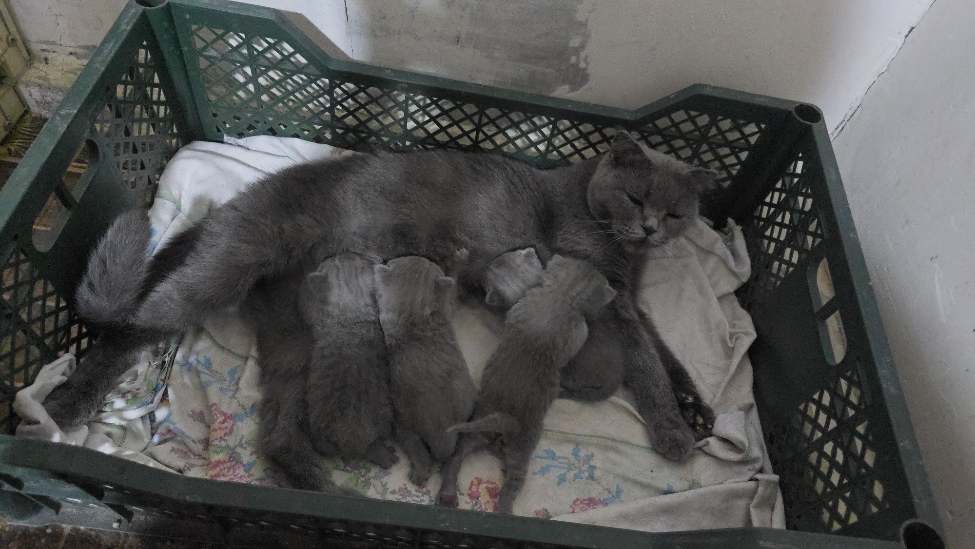 Шотландский фолд девичка и мальчик