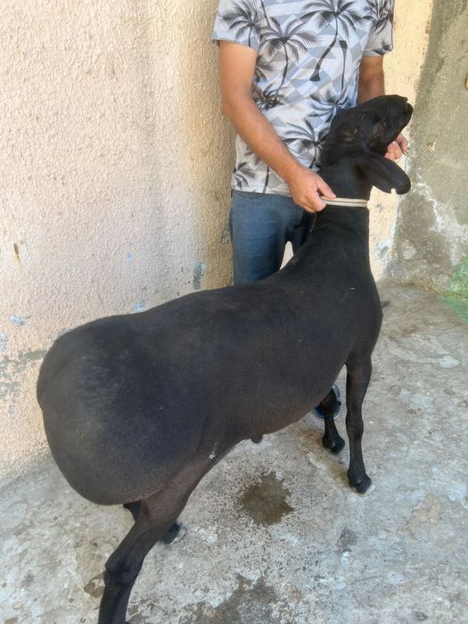 Qassob xizmati halal servis