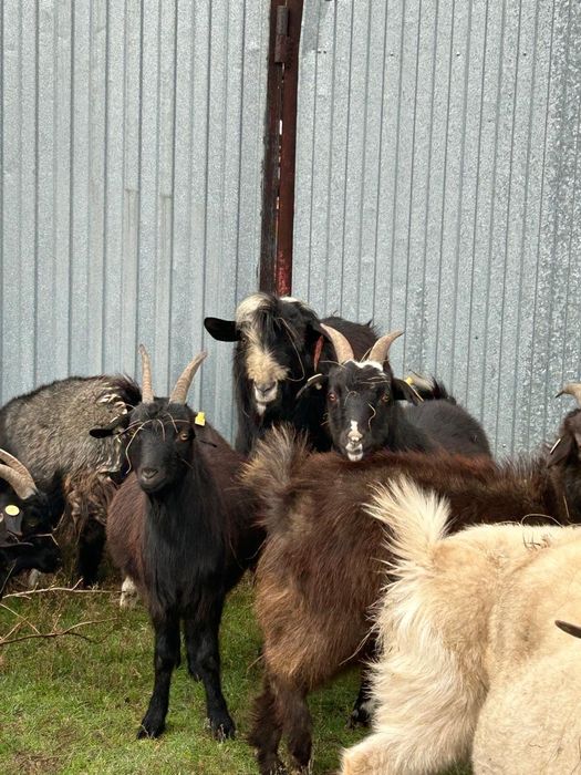 Продаётся  козы.