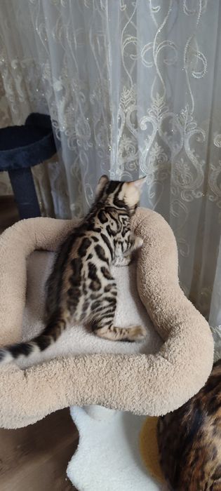 Тоза кон бенгал боласи сотилади