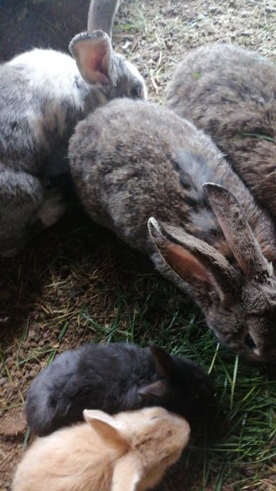 Iepuri de vânzare, schimb pe cereale  INCHID FERMA, VÂND TOT IEFTIN