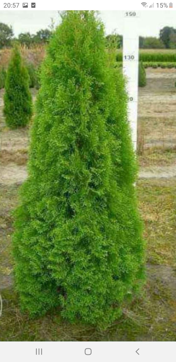 vănd plante ornametale platani