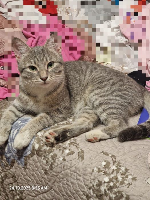 Pui de pisica spre adoptie