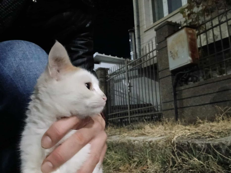 Котенца за осиновяване