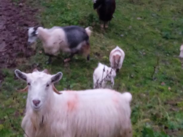 Vind 4 capre din care una este cu 2 iezi mărișori iar celelalte gestan