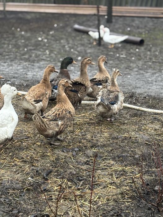 Rate românești de vanzare