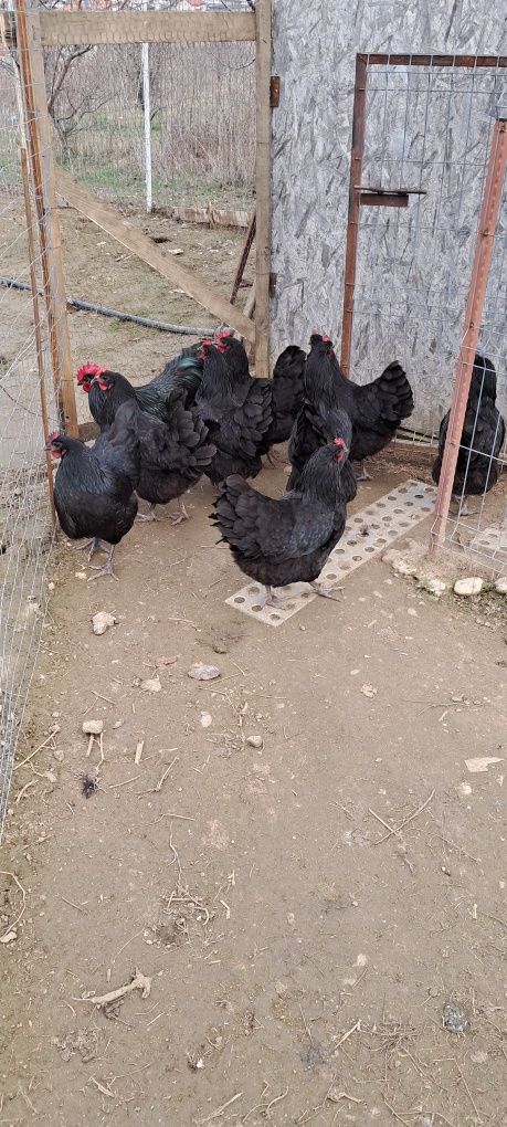 Oua gaini australorp negru