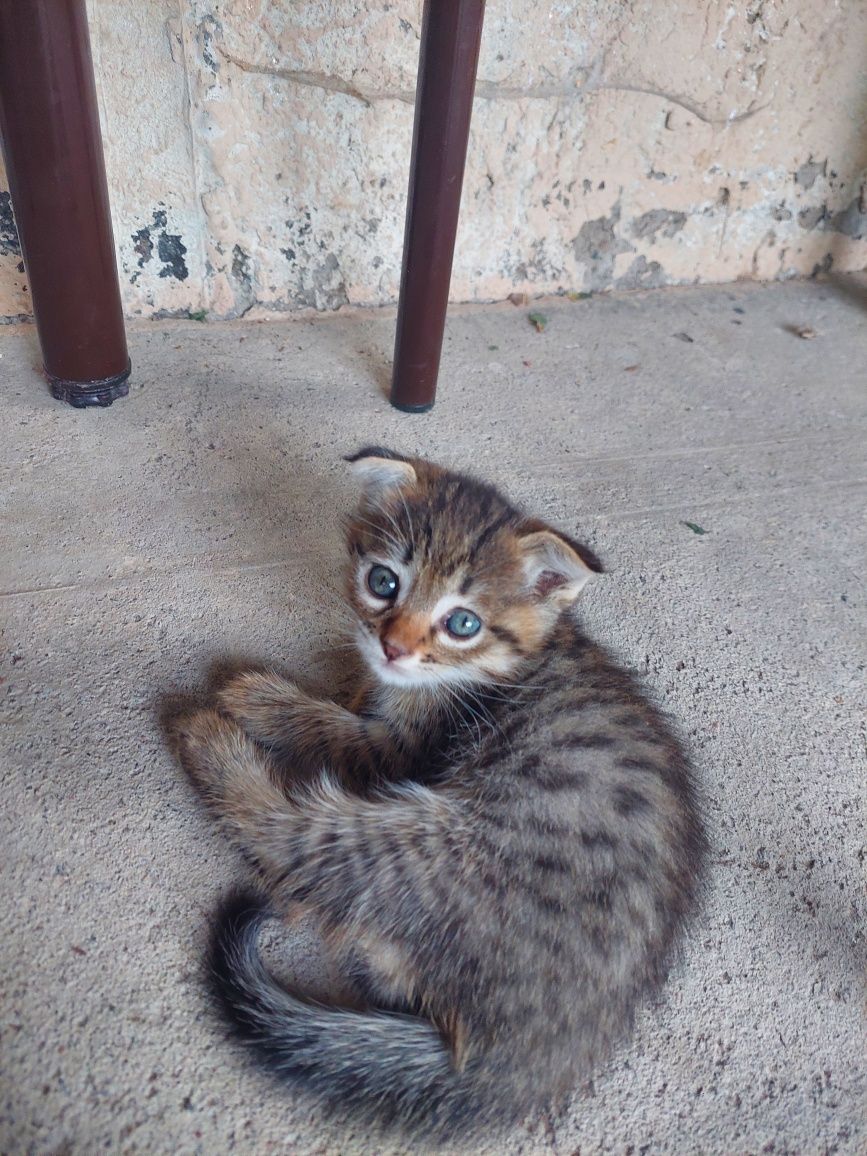 Продам вислоухих котят