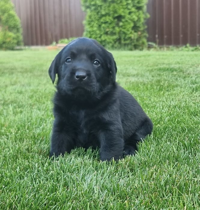 Labrador retriever negru