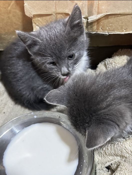 Котики есть отдам бесплатно