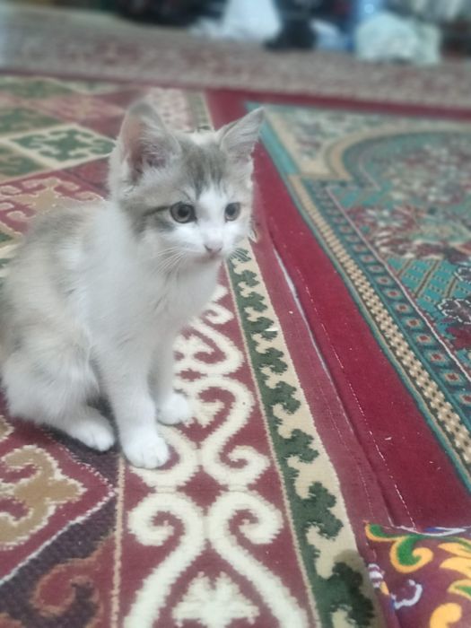2 ayliq Pishiq balasi jaqsi qollarga beriledi ( esheyin)