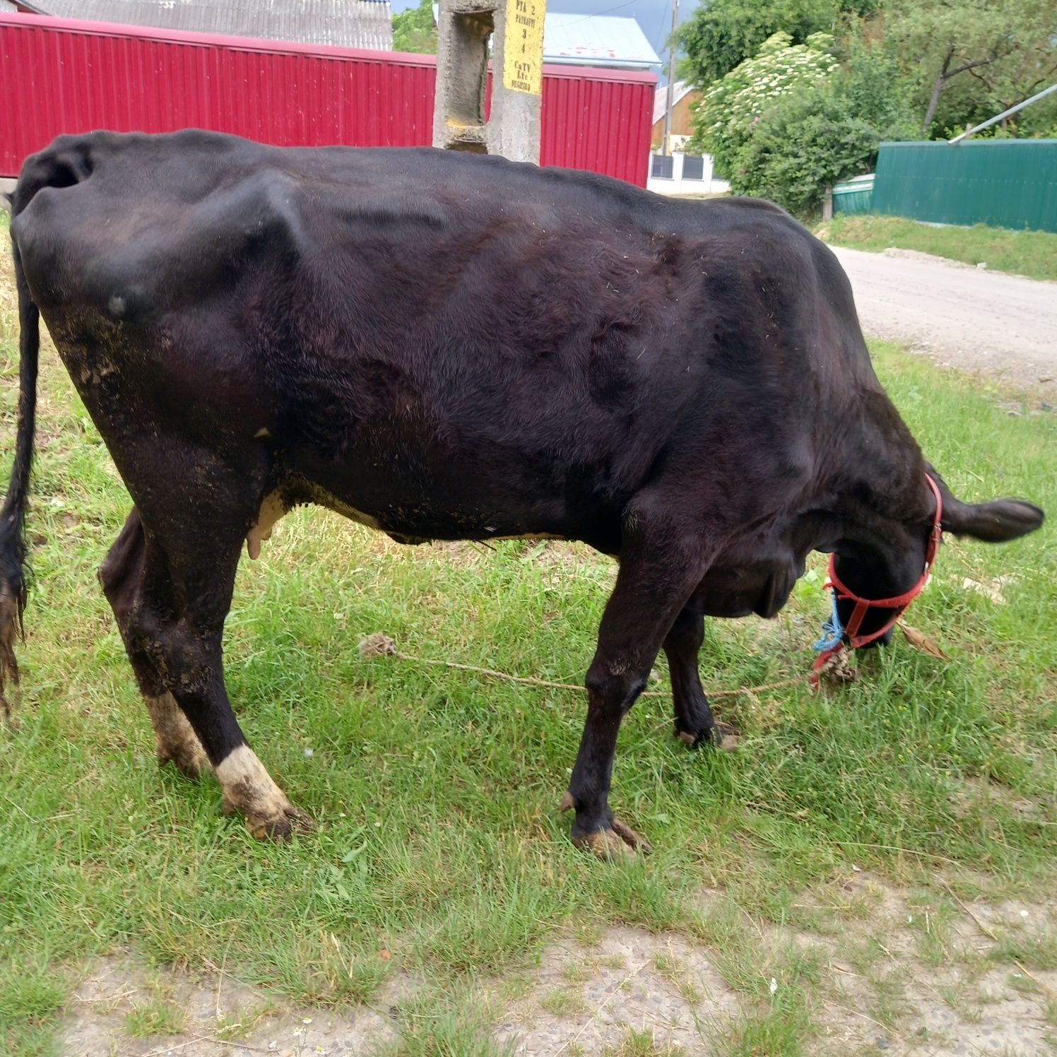 Vind vaca angus 3ani, gestanta