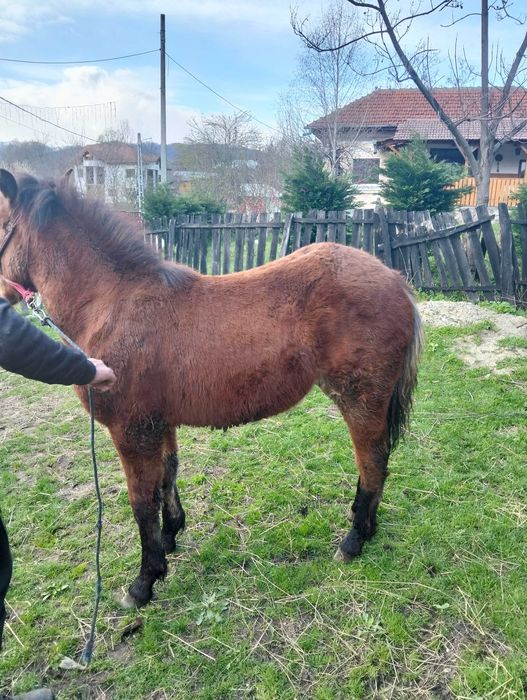 Manz 7 luni Vâlcea 2000 lei