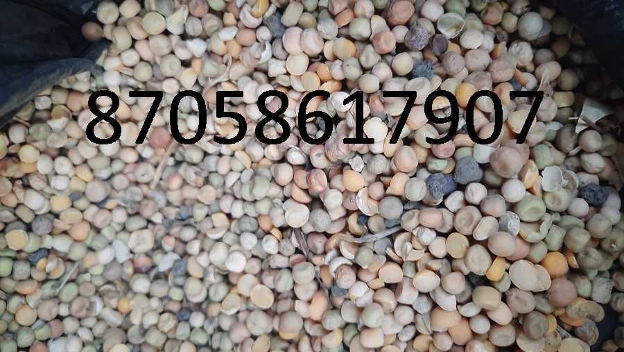 Продам Горох и овёс зерносмесь от 20 тонн телефон на фото