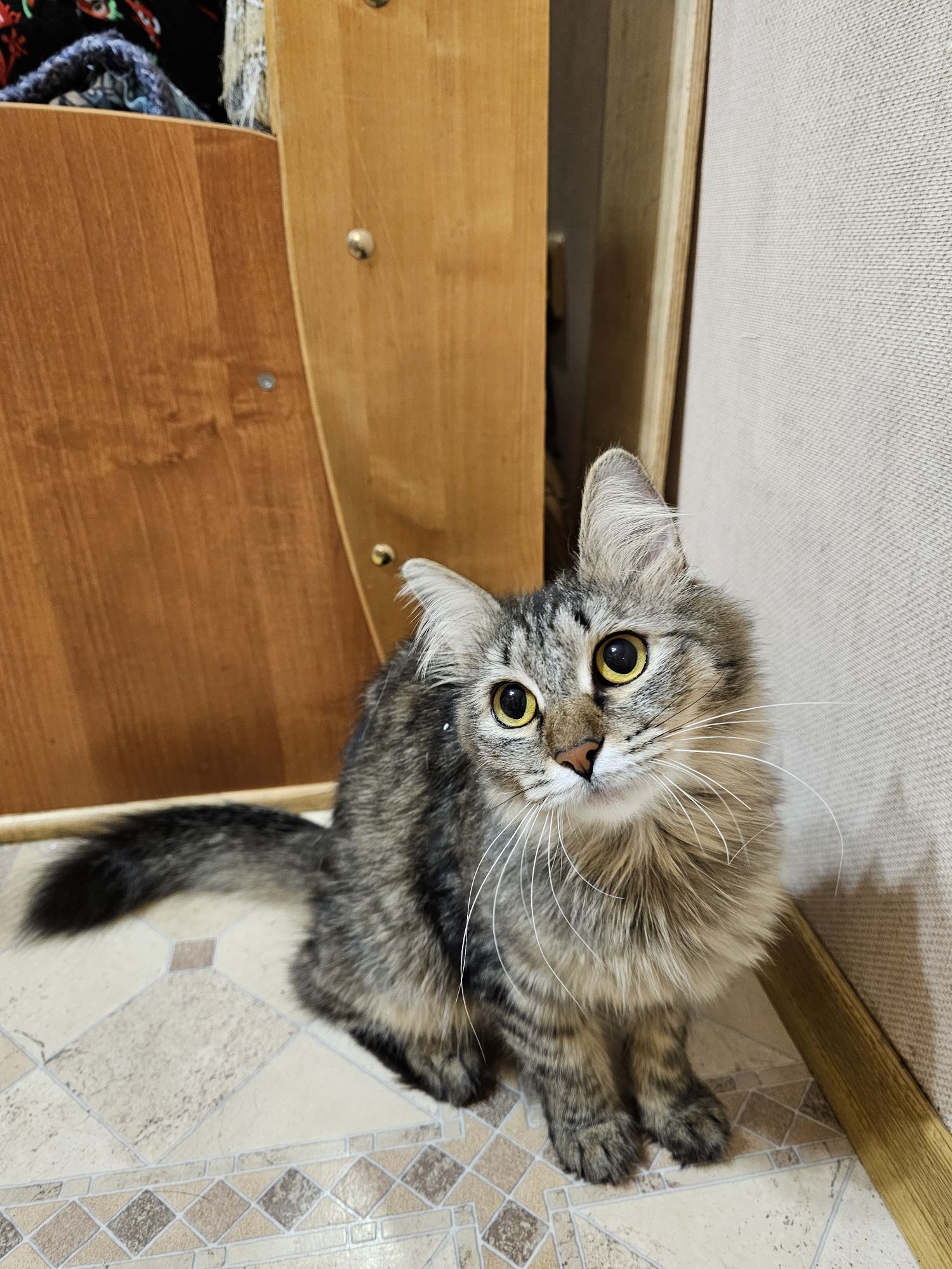 Кошка-подросток ищет дом, отдаётся кошечка в добрые руки
