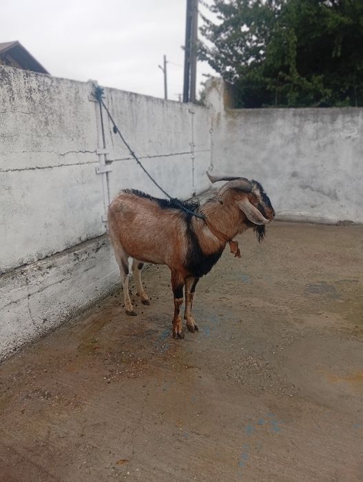 Țap de monta adolubian