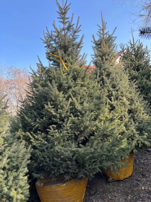 Голубая ель Живая елка в горшке Зеленая новогодняя елка Голубые ели: