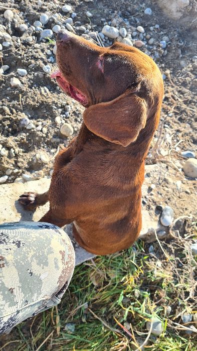 Продаётся собака Курцхаар