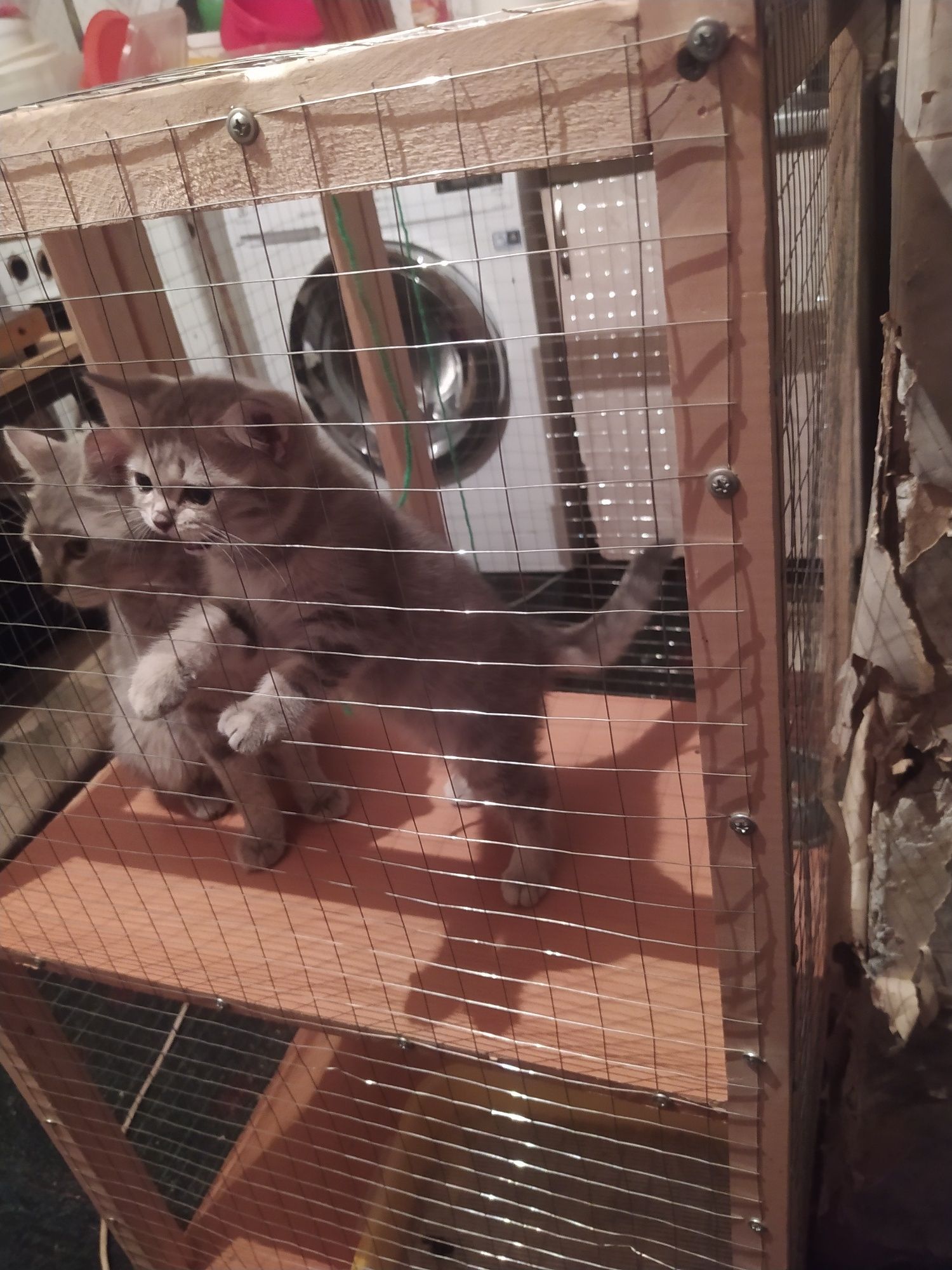 Шотландские скотиш Страйт котята.