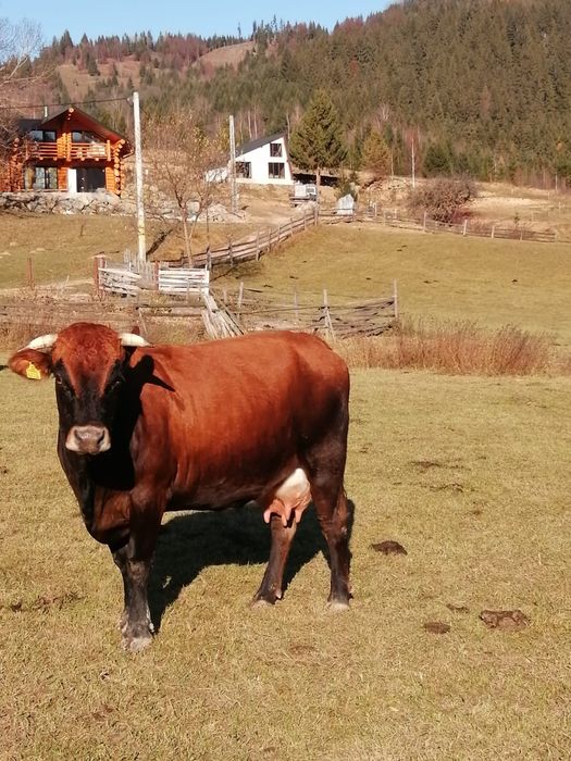 Vand iapa cu mânz si ponei