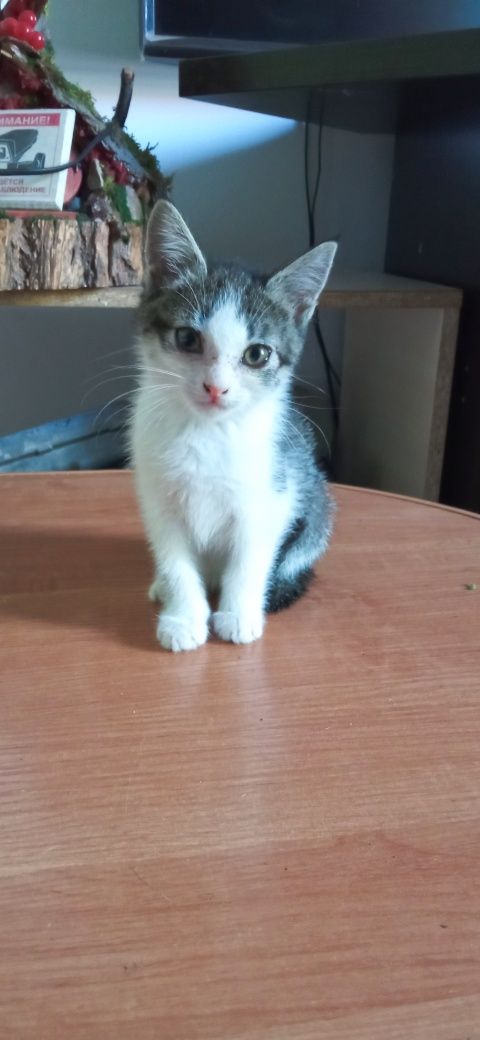 Отдается котенок