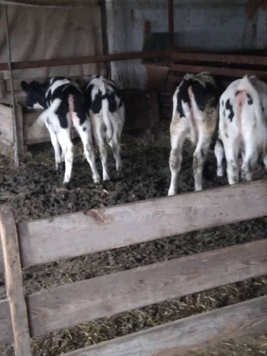 Vand 4 vitei relatii la nr de telefon