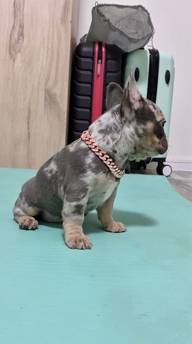 Френски булдог бебета/french bulldog