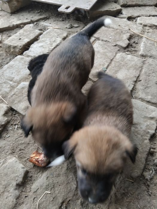 Щенки бесплатные