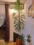 Planta Trunchiul Fericirii