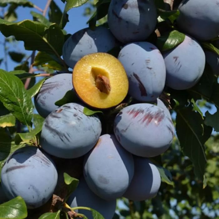 Pomi fructiferi de la producator