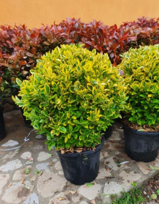 Gard viu din tuia. Tot timpul verde. Leylandri. Buxus. Occidentallis.