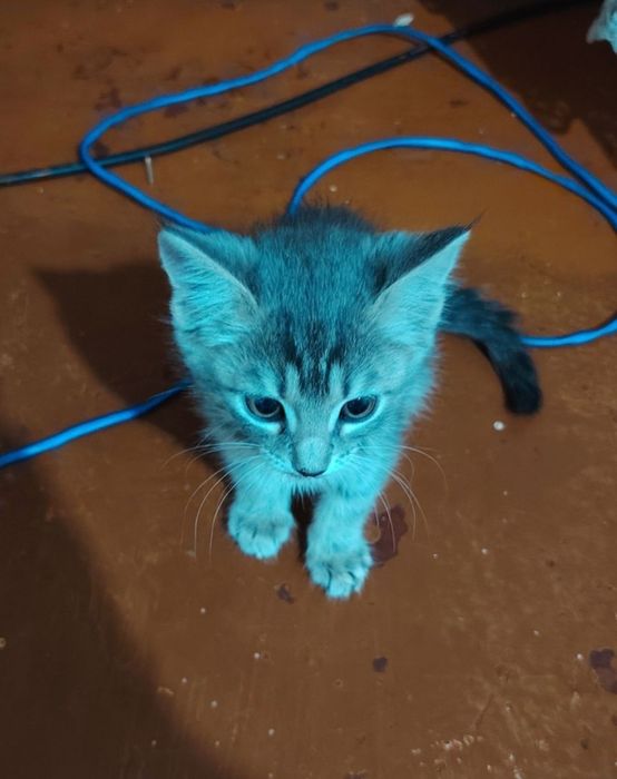 mushuk boqadiganga olib ketsela bo'ladi