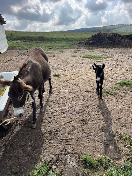 Vand magarita cu pui,cu lapte