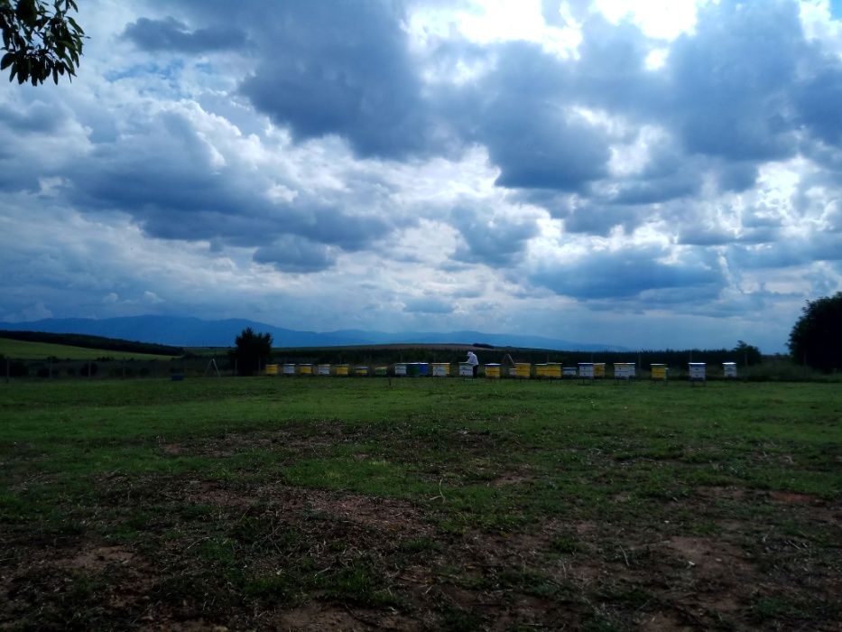 Спрей за нос с прополис, клеева тинктура