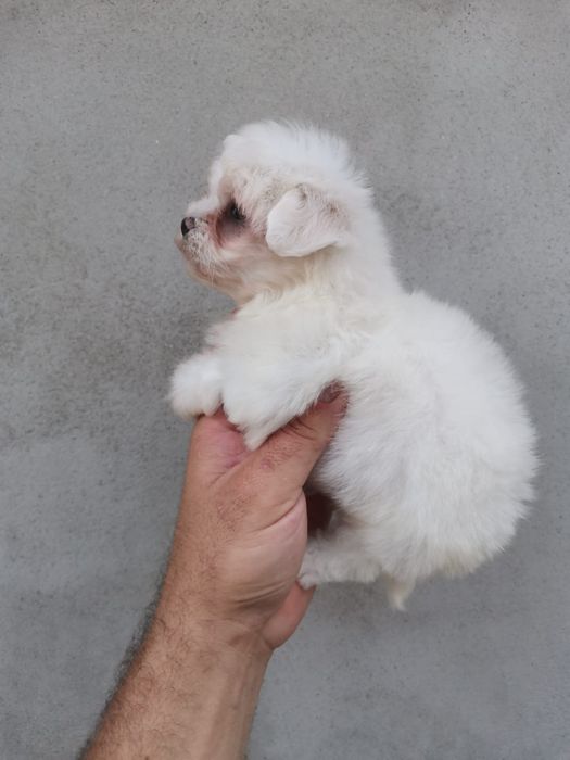 Băiețel frumușel de rasa pura bichon Maltez mini