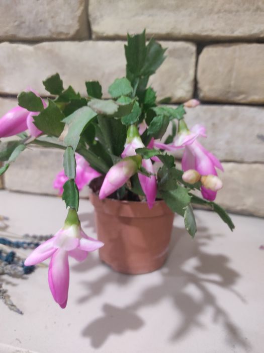 Шлюмбергера (декабрист)