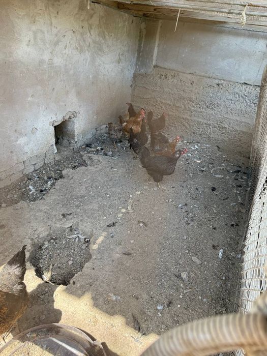 Продается курицы