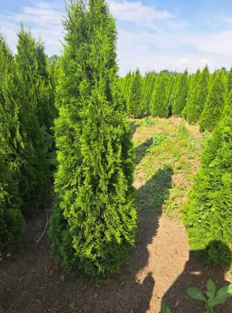 Plante Ornamentale Oriunde in tara!