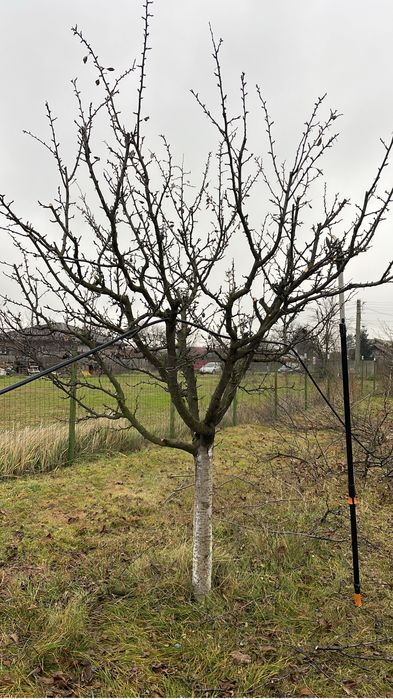 Taieri / Cosmetizari pomi fructiferi