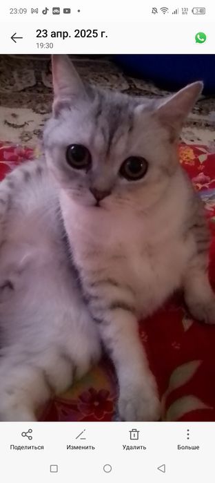 Вязка кот пародистый