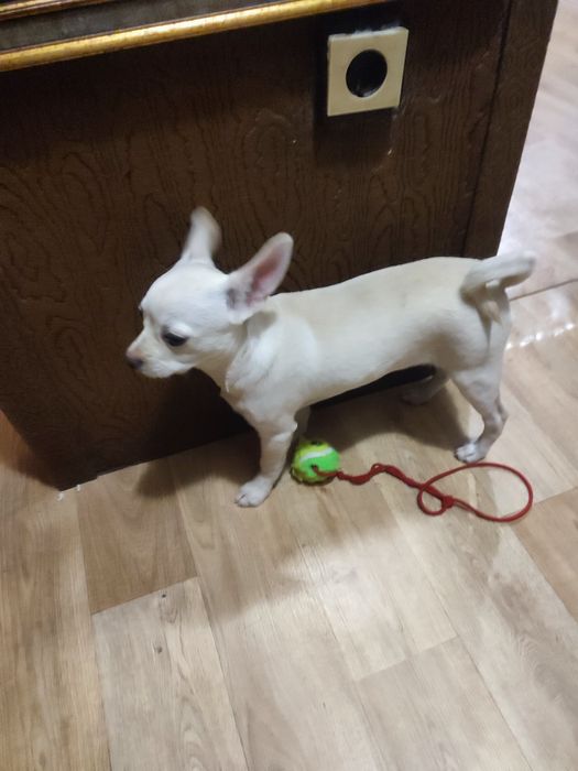 Продавам кученце Чихуахуа Пинчер