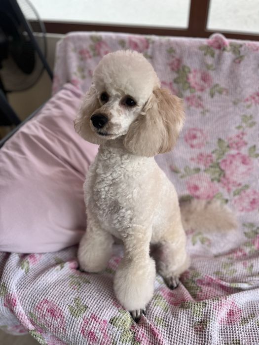 Продават се мини пуделчета