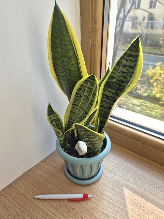 Сансевиерия Лауренти яркое, комнатное растение.